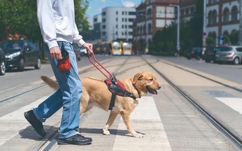 这些狗狗服从性很高第四种被当成导盲犬第五种在国内很少见