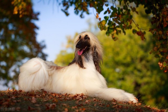 便宜狗粮和贵犬粮的区别在哪里？最简单的辨别办法以及狗粮对比