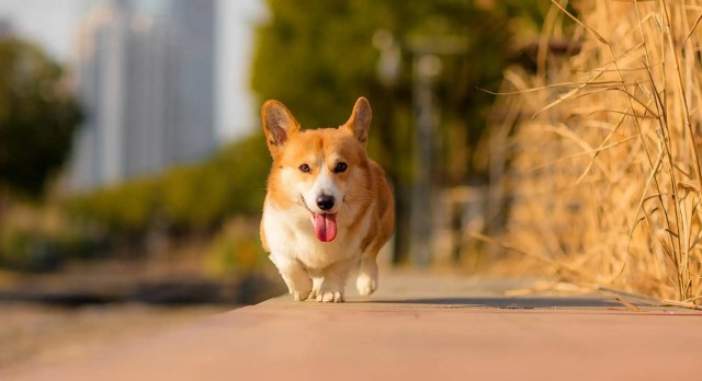 饲养柯基犬，一定要注意这几点，别怪我没提醒你