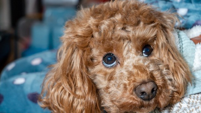 泰迪犬常见疾病的早期讯号早知道能减少狗狗的痛苦