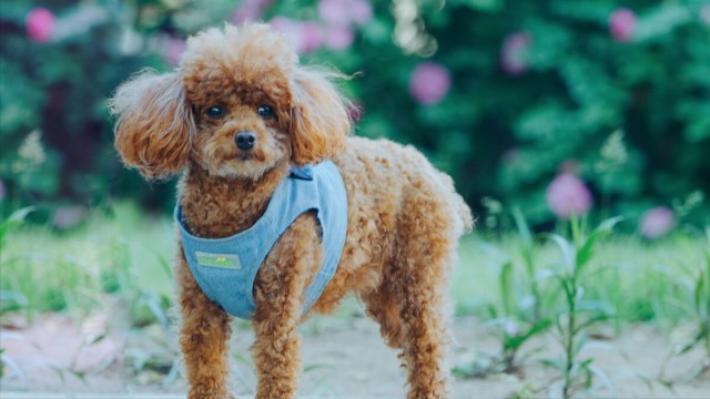 泰迪犬常见疾病的早期讯号早知道能减少狗狗的痛苦