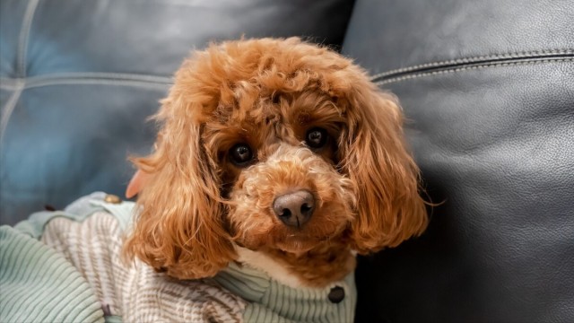 泰迪犬常见疾病的早期讯号早知道能减少狗狗的痛苦