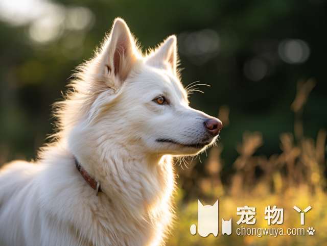 柯基犬，是边境牧羊犬吗？